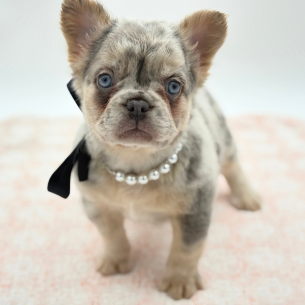 Sofia — French Bulldog — Image 3