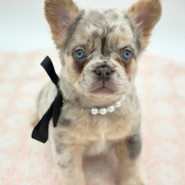 Sofia — French Bulldog — Image 2