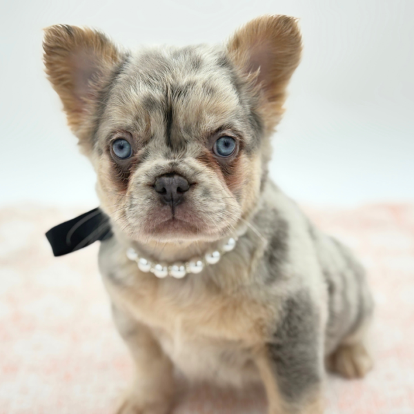 Sofia — French Bulldog — Image 1