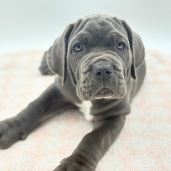 Knox — Neapolitan Mastiff — Image 1