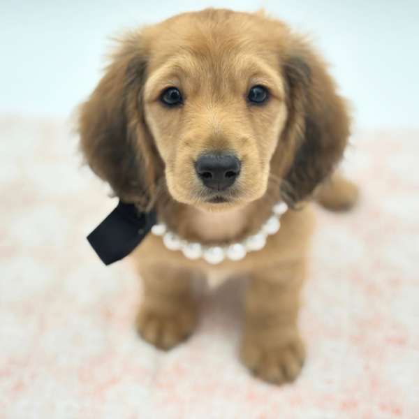 Birdie — Dachshund — Image 1