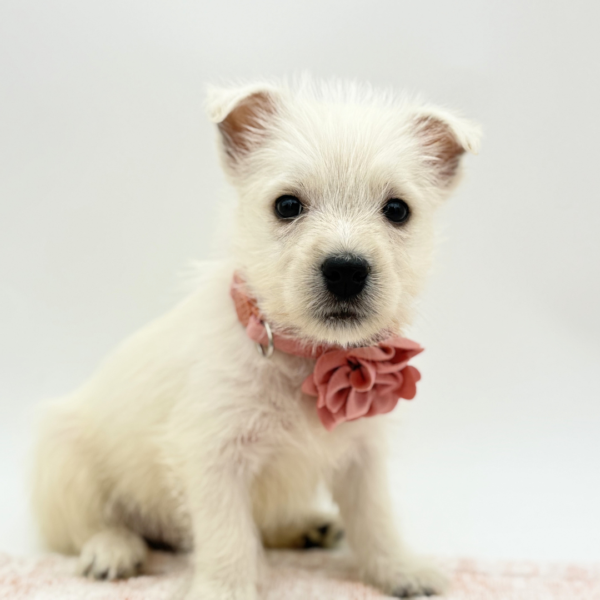 Edith — West Highland White Terrier — Image 2