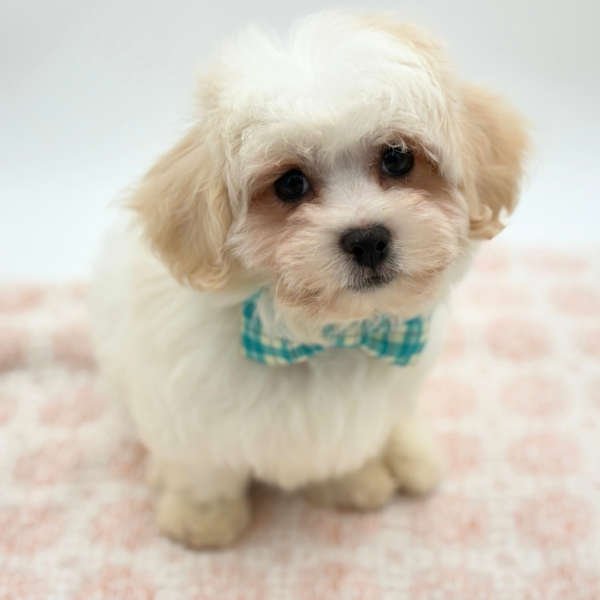 Peter - Teddy Bear - Image 3