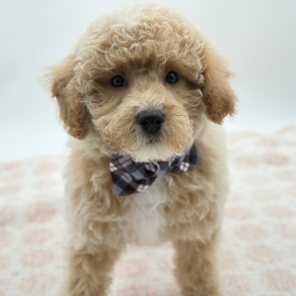 Parker — Bichapoo — Image 4