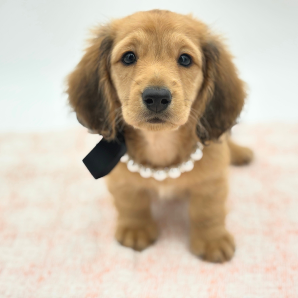 Birdie — Dachshund — Image 2