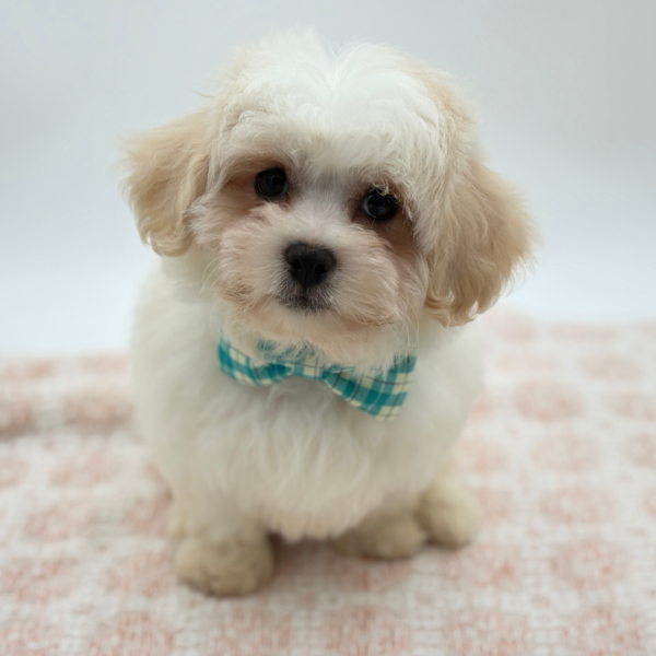 Peter - Teddy Bear - Image 2