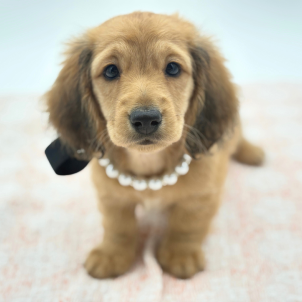 Birdie — Dachshund — Image 4