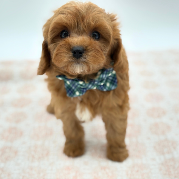 Douglas - Cavapoo - Image 4