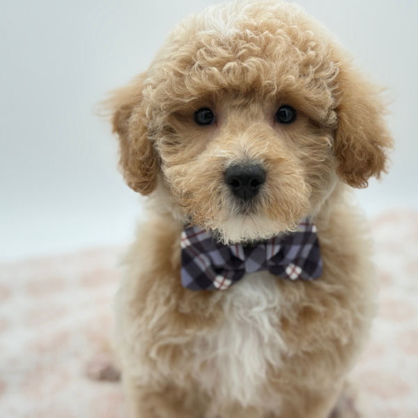 Parker — Bichapoo — Image 5