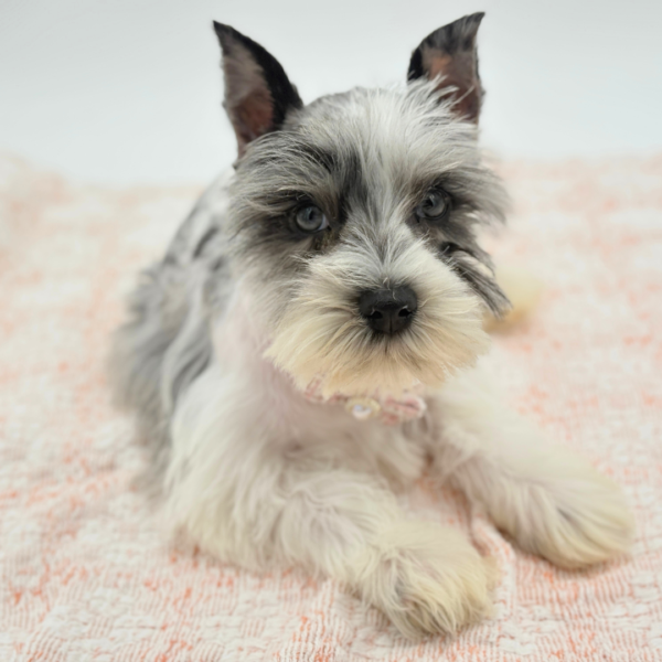 Vivienne — Miniature Schnauzer — Image 4