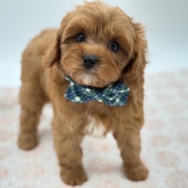 Douglas - Cavapoo - Image 3