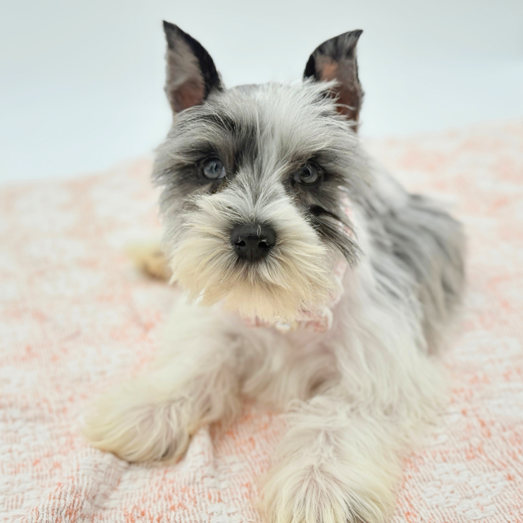 Miniature Schnauzer in Lakewood Ranch, FL