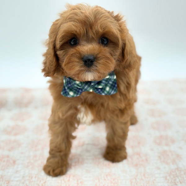 Douglas - Cavapoo - Image 2