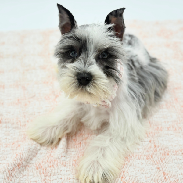 Vivienne — Miniature Schnauzer — Image 3