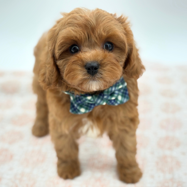 Douglas - Cavapoo - Image 1