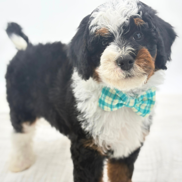 Enzo - Bernedoodle Mini 2nd Gen - Image 3