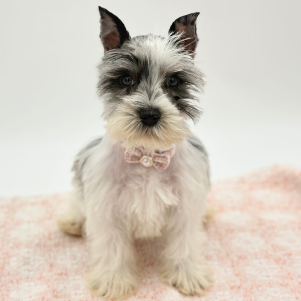 Vivienne — Miniature Schnauzer — Image 2
