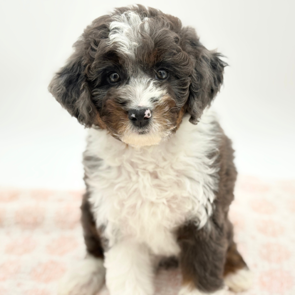 Logan - Bernedoodle Mini 2nd Gen - Image 1