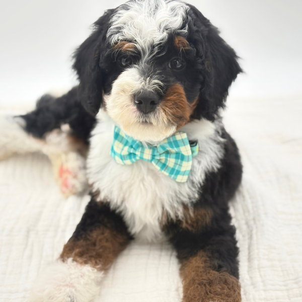 Enzo - Bernedoodle Mini 2nd Gen - Image 1