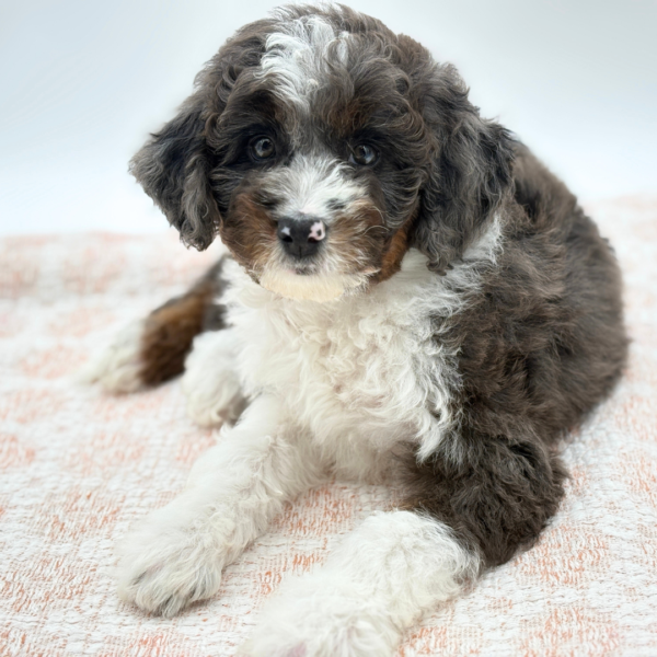 Logan - Bernedoodle Mini 2nd Gen - Image 2