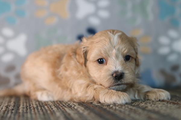 Maltipoo