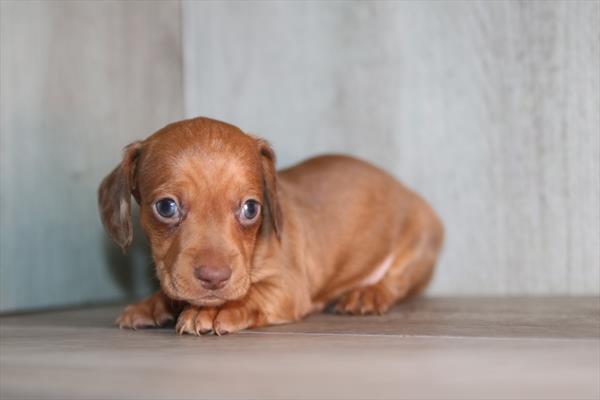 Dachshund