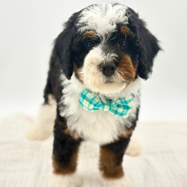 Enzo - Bernedoodle Mini 2nd Gen - Image 2