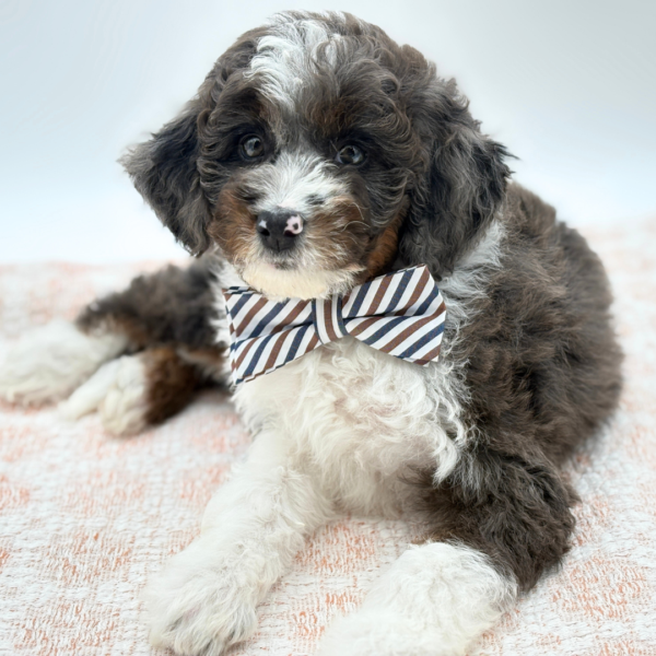Logan - Bernedoodle Mini 2nd Gen - Image 3
