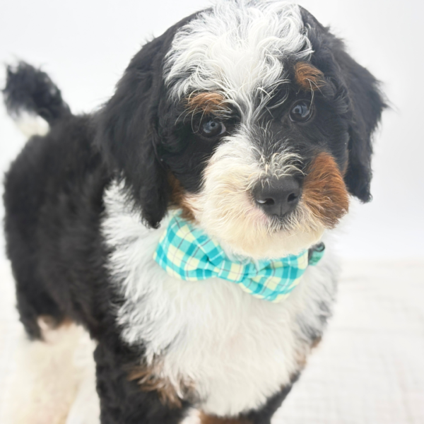 Enzo - Bernedoodle Mini 2nd Gen - Image 4