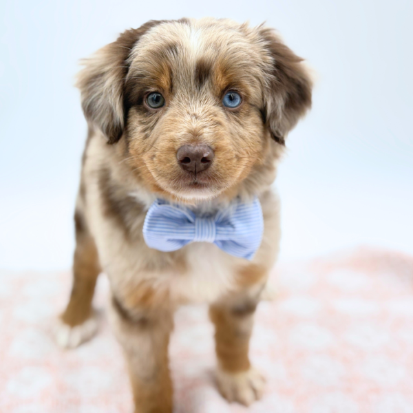 Romeo — Miniature Australian Shepherd — Image 3