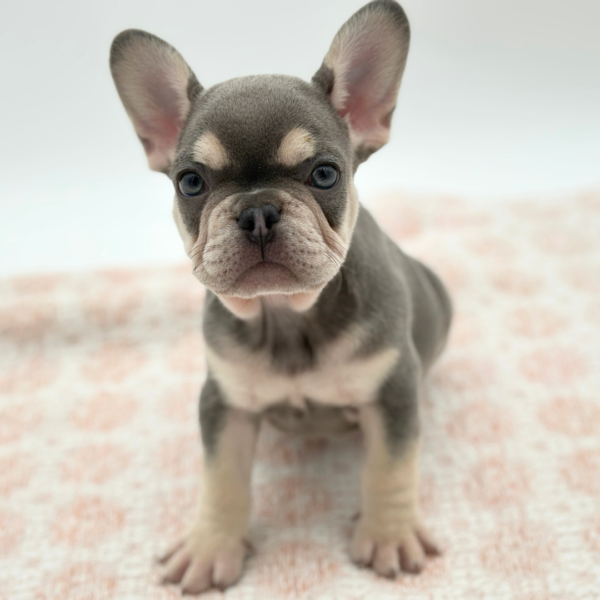 Hopper - French Bulldog - Image 3