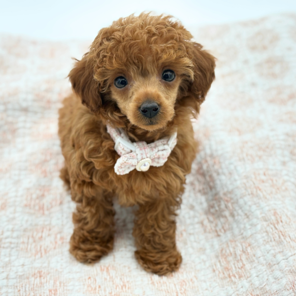 Dot — Poodle Toy — Image 5