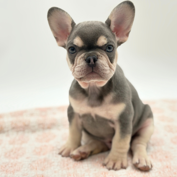Hopper - French Bulldog - Image 1