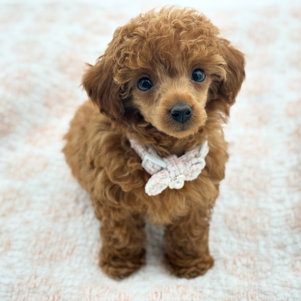 Dot — Poodle Toy — Image 4