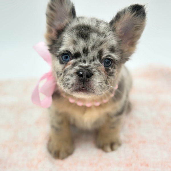 GiGi — French Bulldog — Image 3