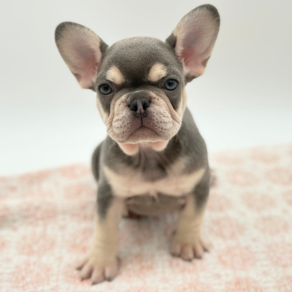 Hopper - French Bulldog - Image 2