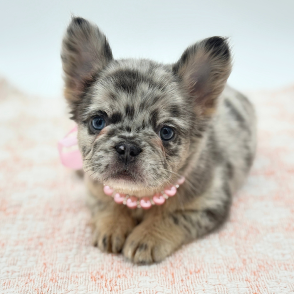 GiGi — French Bulldog — Image 2