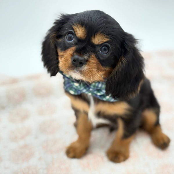 Ricky - Cavalier King Charles Spaniel - Image 2