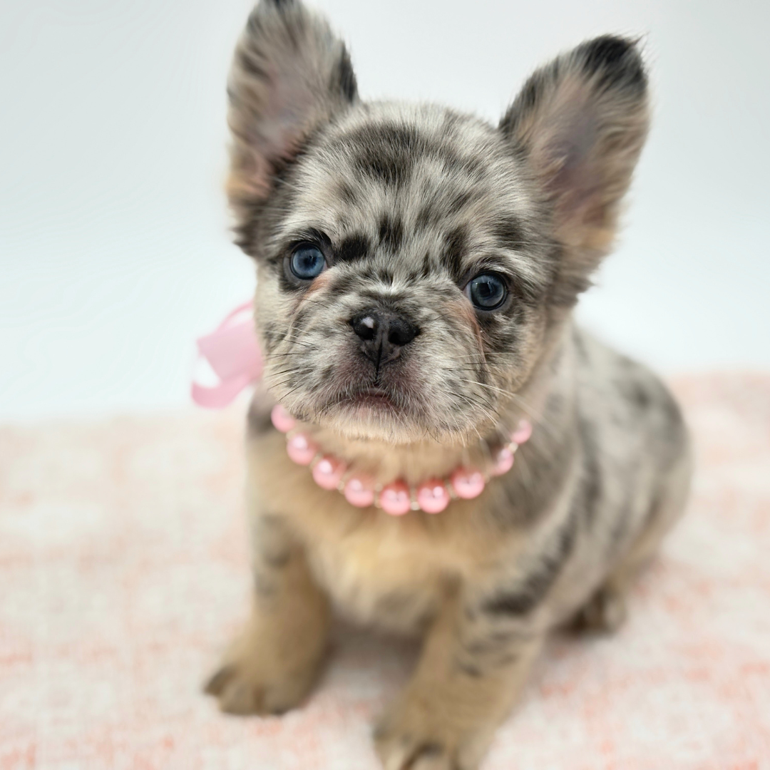 French Bulldog in Lakewood Ranch, FL