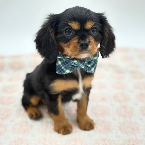 Ricky - Cavalier King Charles Spaniel - Image 3