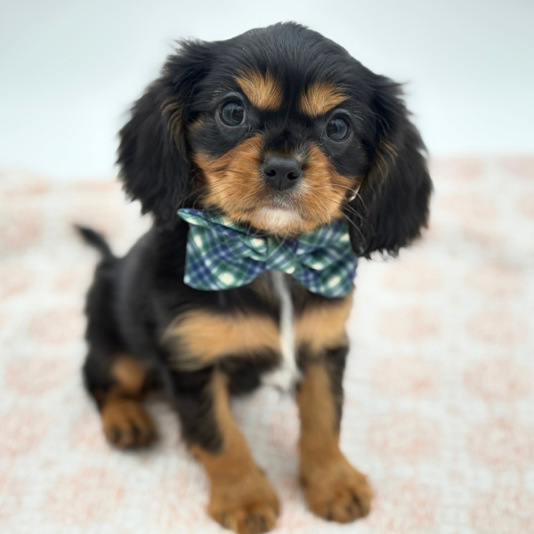 Ricky - Cavalier King Charles Spaniel - Image 1