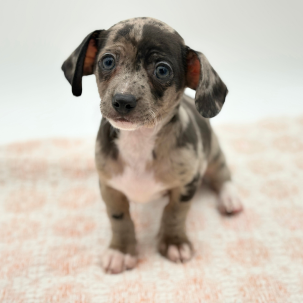 Charles - Chiweenie - Image 3