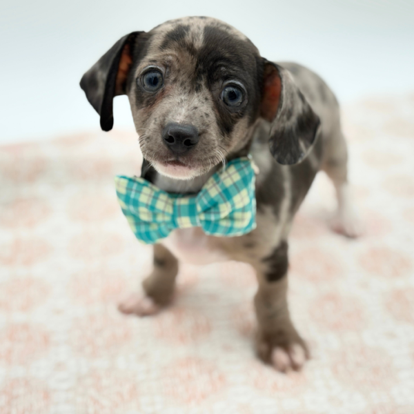 Charles - Chiweenie - Image 1