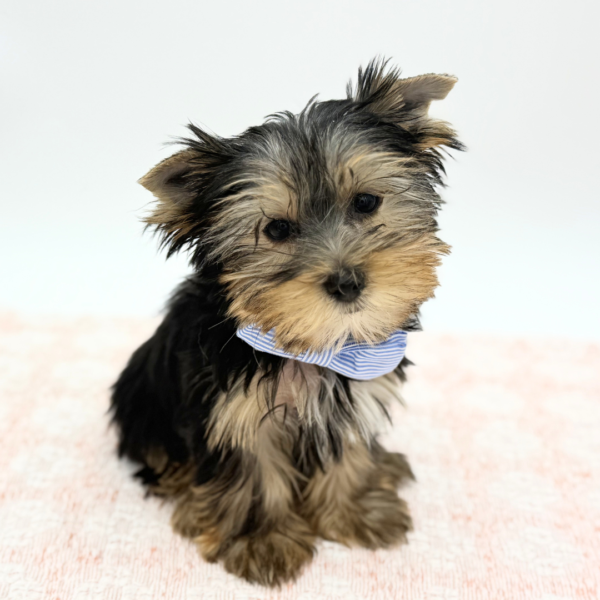 Saint — Yorkshire Terrier — Image 4
