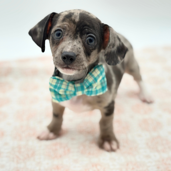 Charles - Chiweenie - Image 2