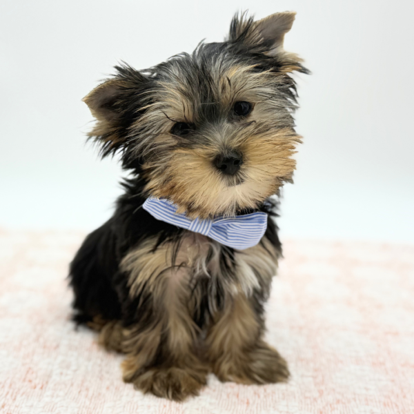 Saint — Yorkshire Terrier — Image 3