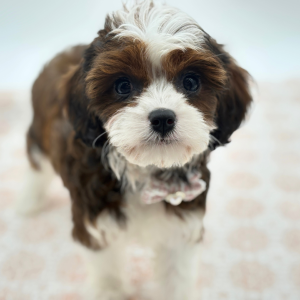 Annabelle - Cavapoo - Image 1