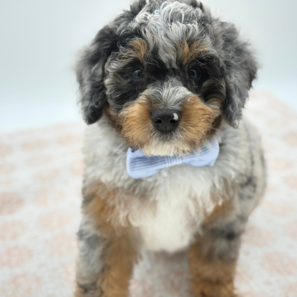 Dennis — Bernedoodle Mini 2nd Gen — Image 2