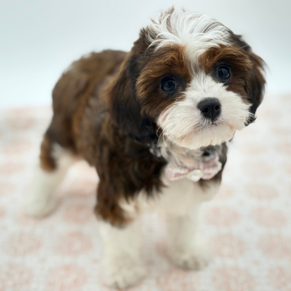 Annabelle - Cavapoo - Image 4