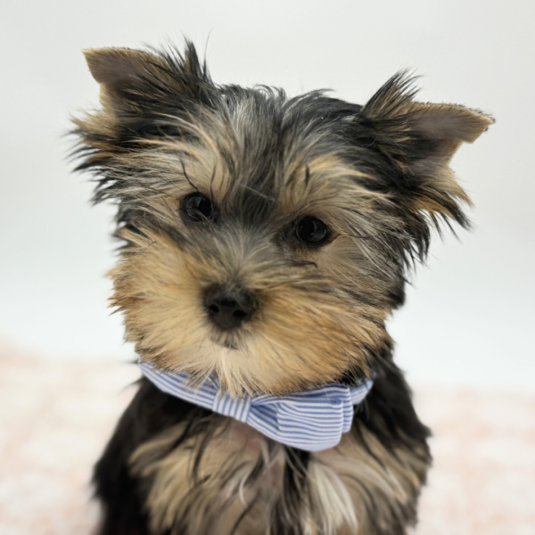 Saint — Yorkshire Terrier — Image 1